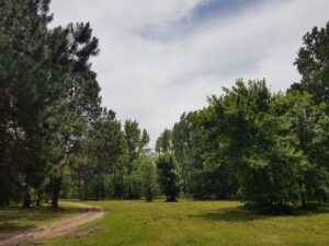 Barrio Los Pinos 2